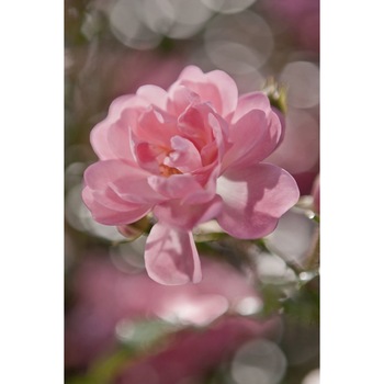 Fototapet floral Komar 4-713 hartie print digital marime 254cm x 184cm Fototapet floral Komar 4-713 hartie print digital marime 254cm x 184cm