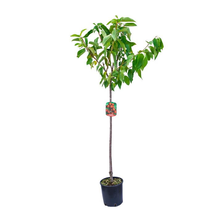 Cires Bigarreau Van calitate premium, ghiveci 5L