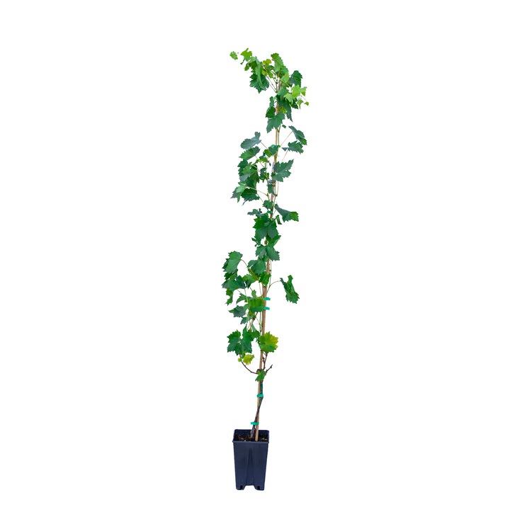 Vita de vie Vitis Vitaceae Chasselas dore, ghiveci 9L, inaltime 160-180 cm