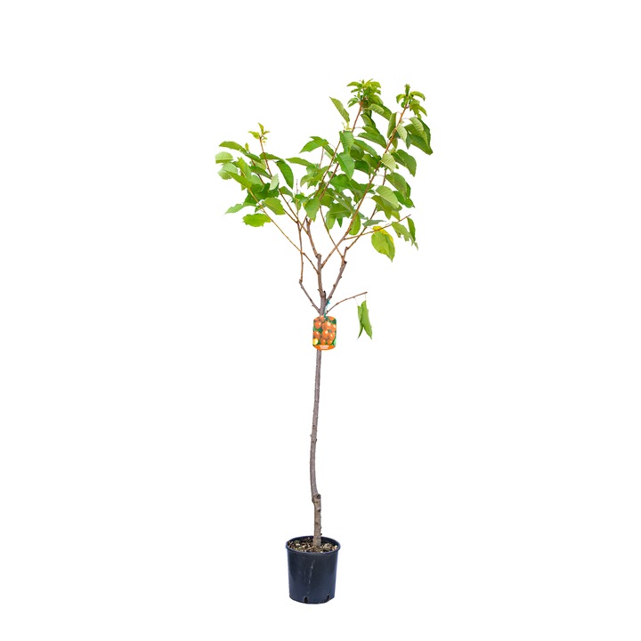 Cires Prunus Rosaceae Lapinis, ghiveci 9L, inaltime 150-170 cm