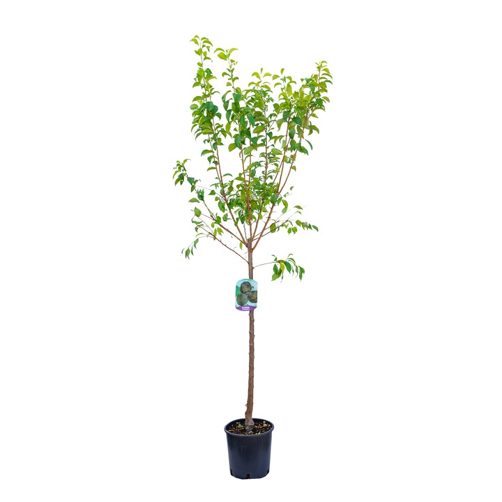 Prun Prunus domestica Shiro, ghiveci 9L, inaltime 150-170 cm