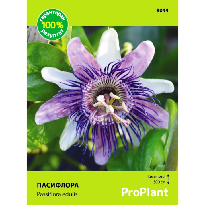 Семена ProPlant, Пасифлора, 20 семена
