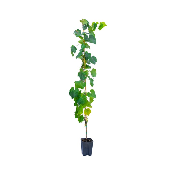 Vita de vie Vitis Vitaceae Red Globe, ghiveci 5L, inaltime 150-170 cm