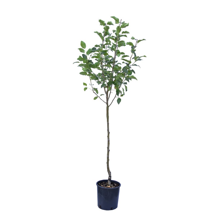 Par Pyrus comunis Butirra Hardy, ghiveci 9L, inaltime 150-170 cm
