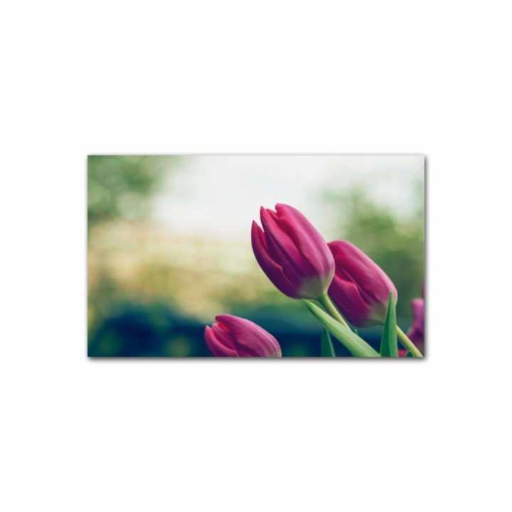 Vászonfestmény, 1 db, Rózsaszín tulipán 507, UV nyomat PREMIUM COTTON vászonra (400 g/m2) és fa keretre feszítve (Profil 2X3,6cm), 80x50 cm