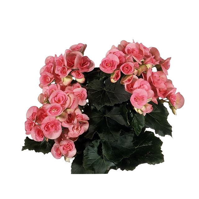 Begonia Netja P12 H30cm