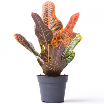 Codiaeum Colour P13 Croton Codiaeum Colour P13 Croton