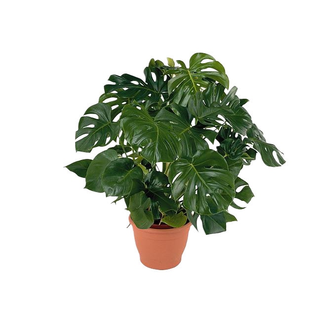 Monstera Obliqua P12 - Ananasul saracului