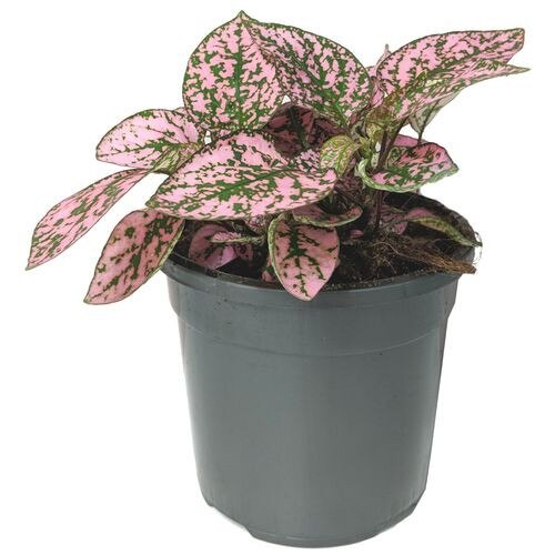 Hypoestes - Urzicuta de Madagascar P8