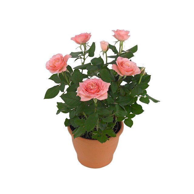 Trandafir la ghiveci Beau Monde P12