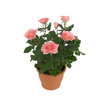 Trandafir la ghiveci Beau Monde P12 Trandafir la ghiveci Beau Monde P12