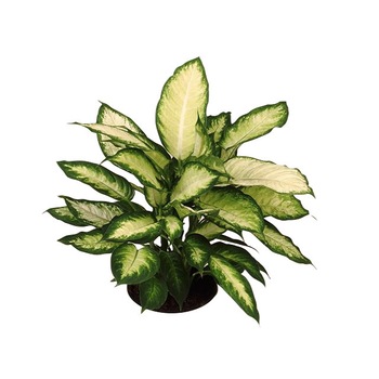 Dieffenbachia Camilla P9 H20cm Dieffenbachia Camilla P9 H20cm