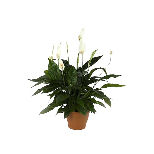 Spathiphyllum Pearl Cupido P7 Crinul Pacii