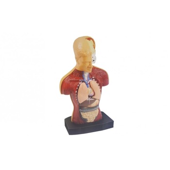 Set anatomie Corpul Uman 3D,15 piese si ghid de asamblare Set anatomie Corpul Uman 3D,15 piese si ghid de asamblare