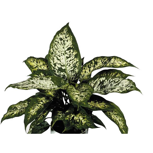 Dieffenbachia Compacta P9 H30cm
