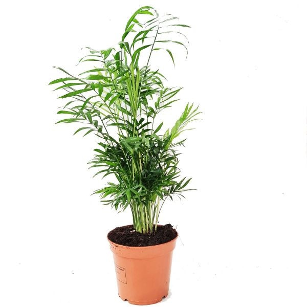 Chamaedorea Elegans P12 H25cm Palmier pitic