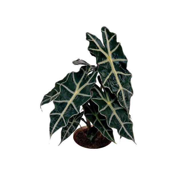 Alocasia 
