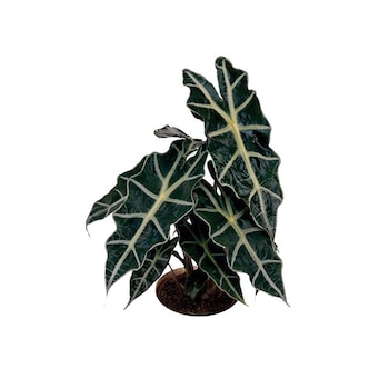 Alocasia  Alocasia