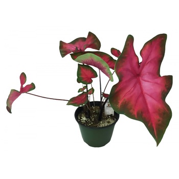 Caladium P12 H25cm Caladium P12 H25cm