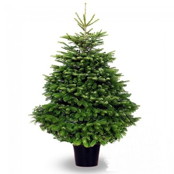 Brad Nordman Crescut in Ghiveci Lux 1.5-1.75 m Brad Nordman Crescut in Ghiveci Lux 1.5-1.75 m