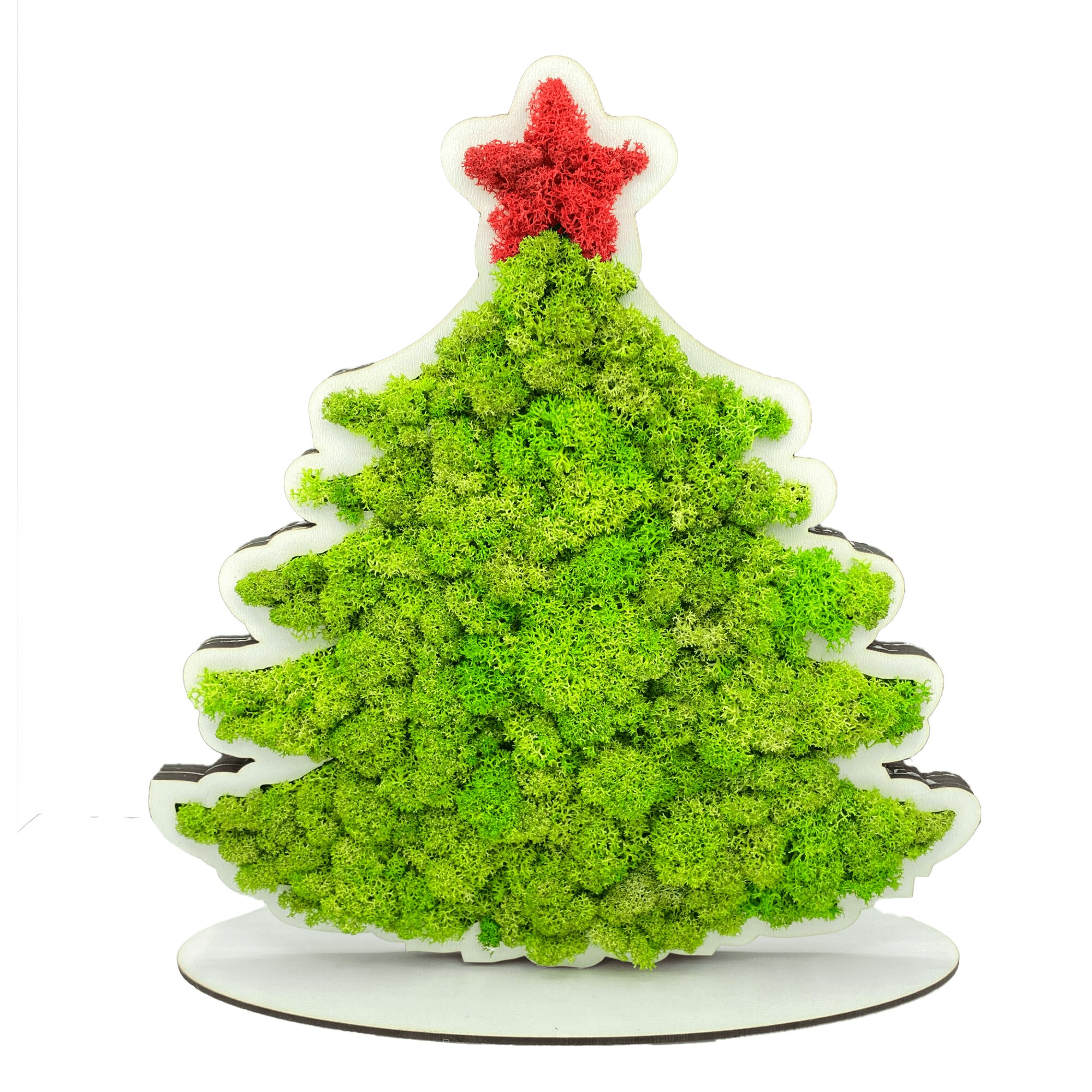 Bradut de Craciun cu licheni naturali stabilizati si suport, 25 x 24 cm, model 1