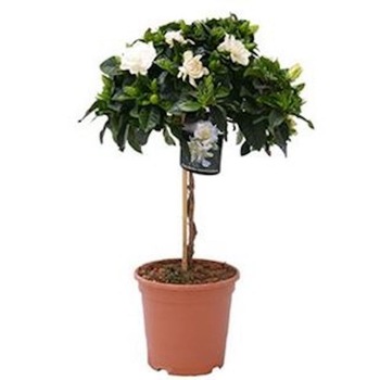 Gardenia Jasminoides cu flori parfumate in ghiveci H 50 cm Gardenia Jasminoides cu flori parfumate in ghiveci H 50 cm
