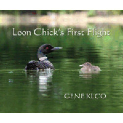 Loon Chick's First Flight