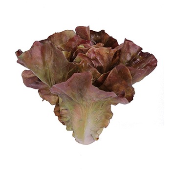 Planner, Figurina decorativa salata verde Loollo Rossa 18x15cm Planner, Figurina decorativa salata verde Loollo Rossa 18x15cm