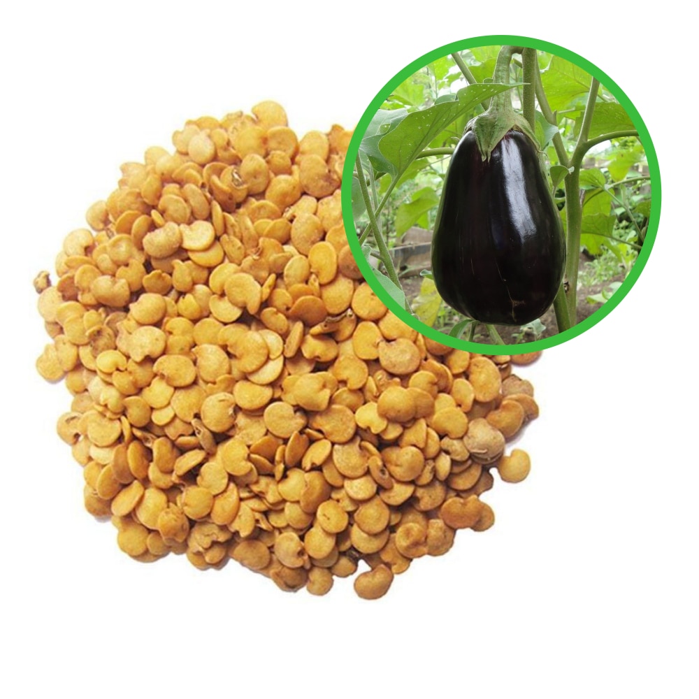 Solanum Melongena (melanzana) | Piante Magiche - Foto 9