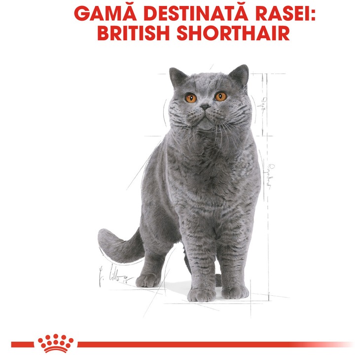 Hrana uscata pentru Pisici, Royal Canin, British shorthair Adult, 2Kg