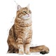 Royal Canin Digestive Comfort száraz macskaeledel, 10Kg