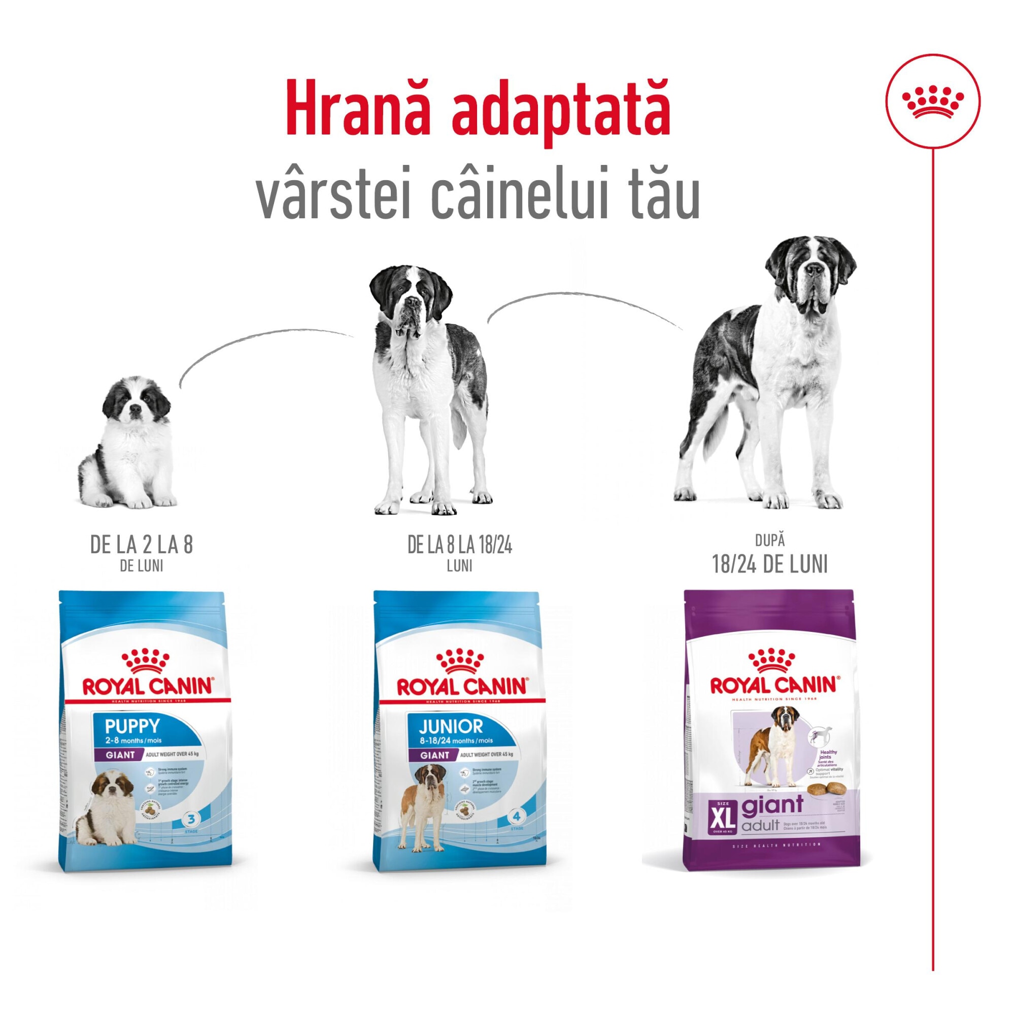  CANIN Giant Adult XL ドライフード　15Kg Royal canin giant adult 15kg - allpetshop.ro