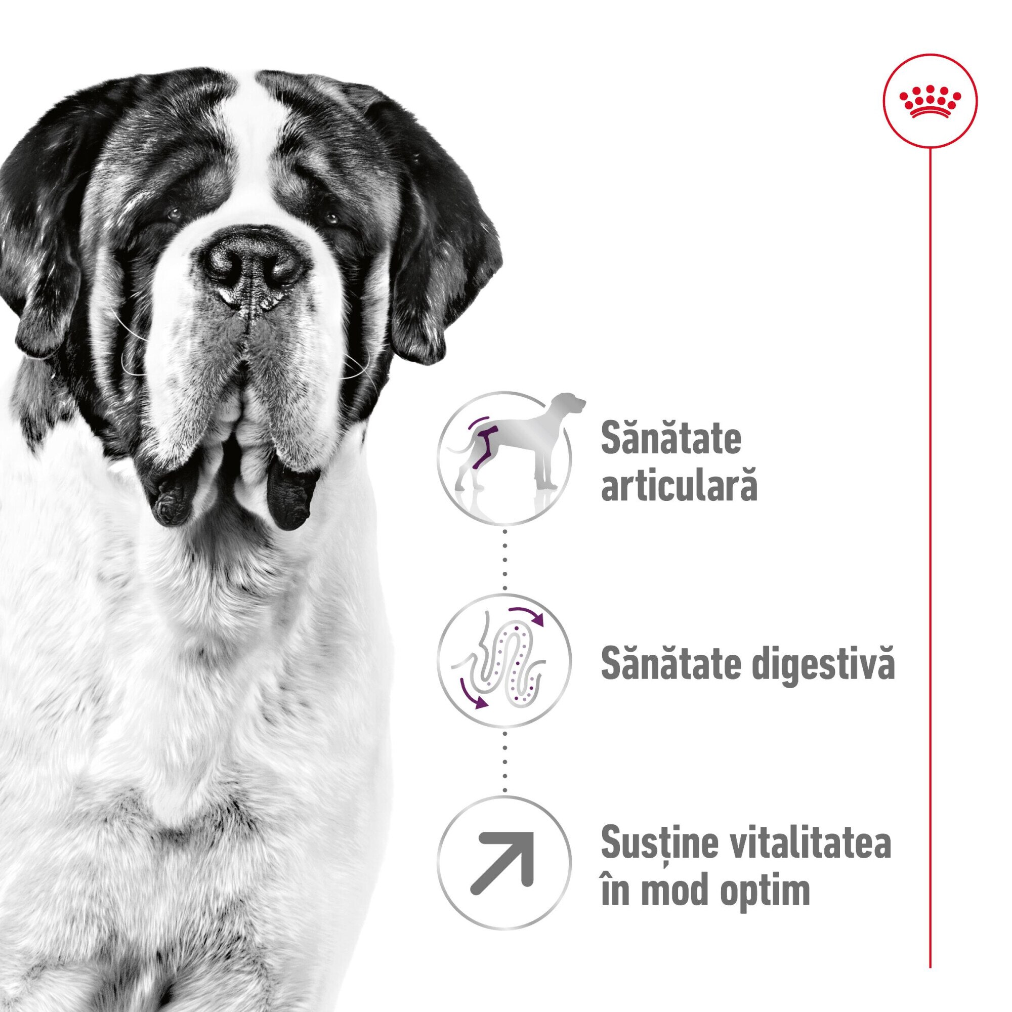  CANIN Giant Adult XL ドライフード　15Kg Royal Canin Giant Adult 15Kg - ShopMania