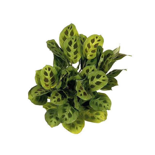 Maranta Kerchoveana P12 H40 - Planta care se roaga pentru casa