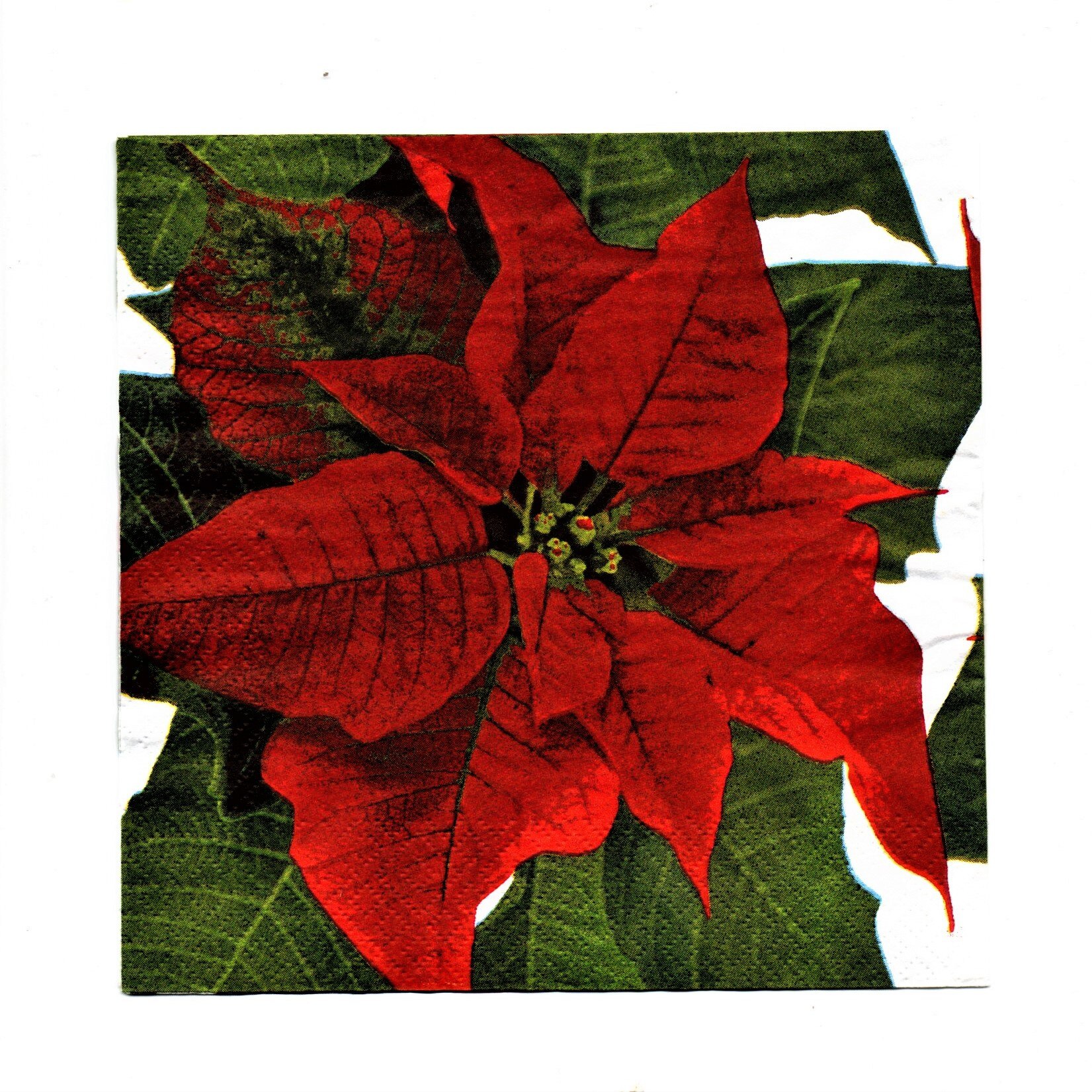 Pachet Servetele de Craciun Masa 10 buc Floarea Sarbatorilor de Iarna 33x33 cm