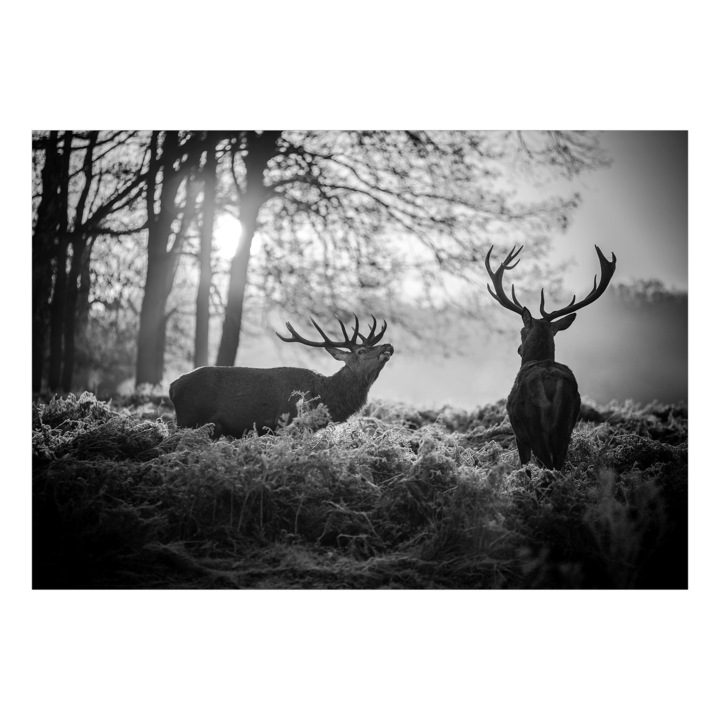 Fototapet autoadeziv Artgeist, Deers in the Morning, 98 x 70 cm