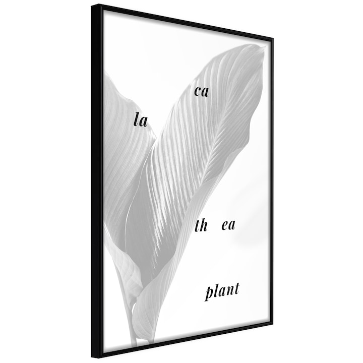 Plakát Artgeist, Calathea Leaves, 40 x 60 cm