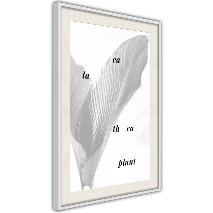Plakát Artgeist, Calathea Leaves, passe-partout, 20 x 30 cm