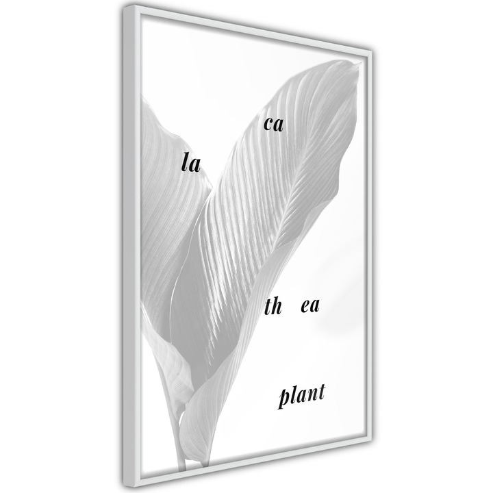Plakát Artgeist, Calathea Leaves, 20 x 30 cm