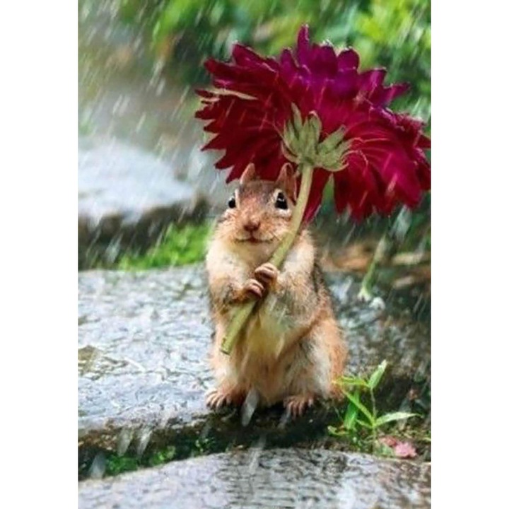 Set broderie cu diamante GIEAAO 5D, Model Squirrel in the Rain, 12 x 16 inci, Multicolor