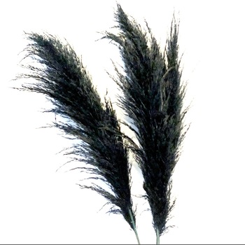 Large Pampas Grass uscat, conservat natural, 120cm, calitate premium, pentru decoruri luxoase, vaporos, BoHo decor, Negru Large Pampas Grass uscat, conservat natural, 120cm, calitate premium, pentru decoruri luxoase, vaporos, BoHo decor, Negru