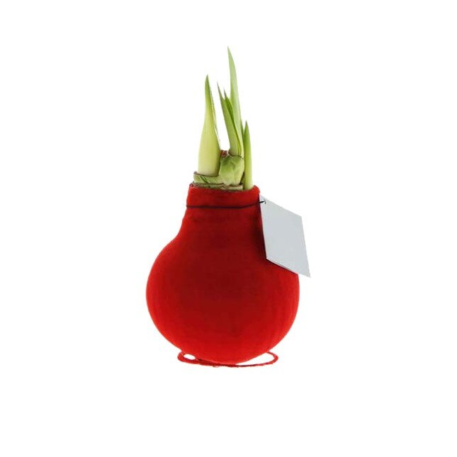 Bulb Amaryllis Red Velvet Wax eMAG.ro