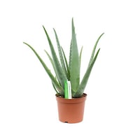 Aloe vera H45 cm - purifica aerul