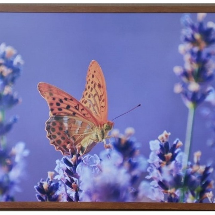 Panou radiant infrarosu DRAGUS, imprimat, imagine Fluture 60x60cm, 300W-250W, 5kg, 5-15 mc