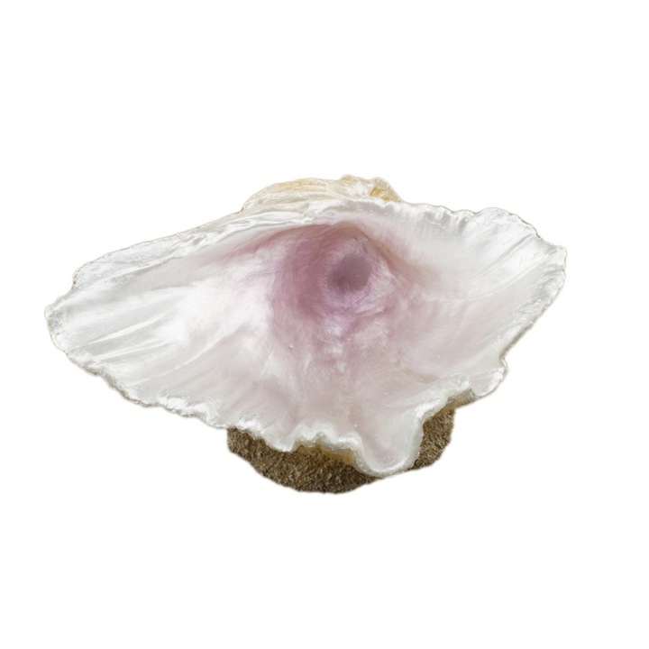 Decor pentru acvariu, Cochilie, 10.5x8x4.5cm