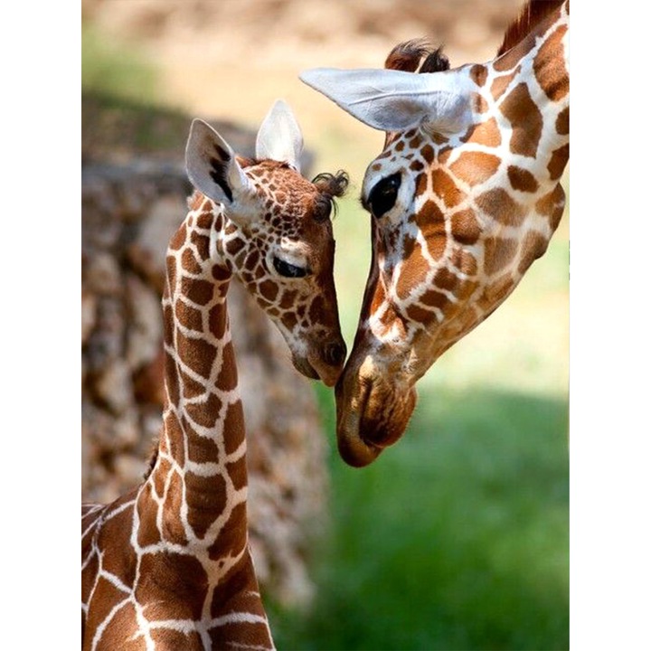 Kit broderie cu diamante 5D, Model - Girafe, 30x40 cm, Multicolor