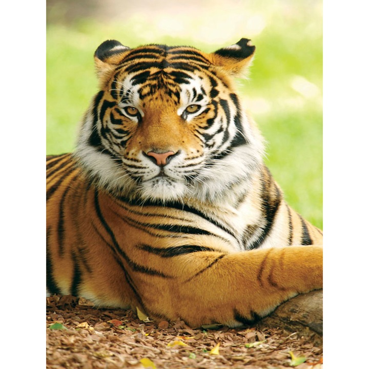 Kit broderie cu diamante 5D, Model - Tigru, 30x40 cm, Multicolor