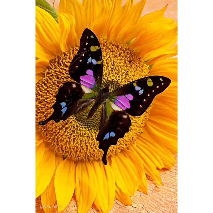 Kit broderie cu diamante 5D, Model - Fluture pe floare, 30x40 cm, Multicolor