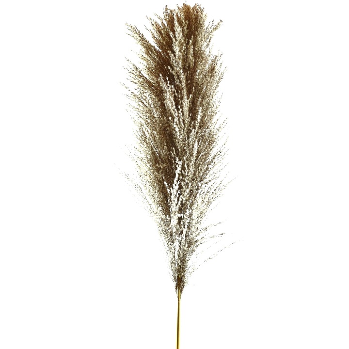 Естествено растение Pampas Grass Pletos Extra Large, изсушено, естествено консервирано, 100 см, премиум качество, за луксозни декорации, ефирно, BoHo декор, сиво