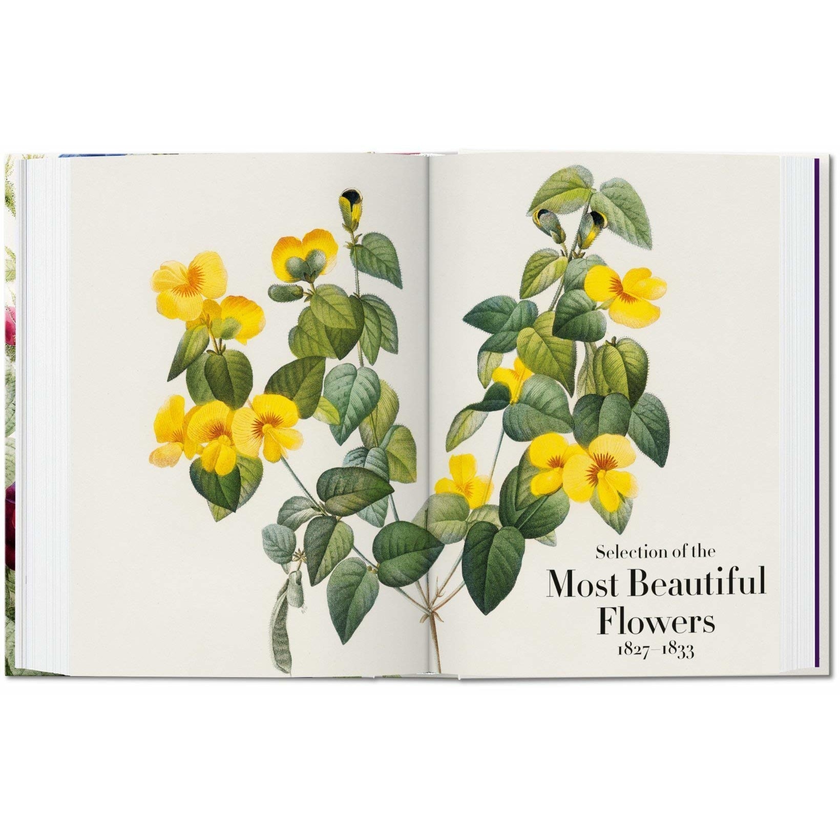 Pierre-Joseph Redoute. The Book of Flowers - H. Walter Lack - eMAG.ro